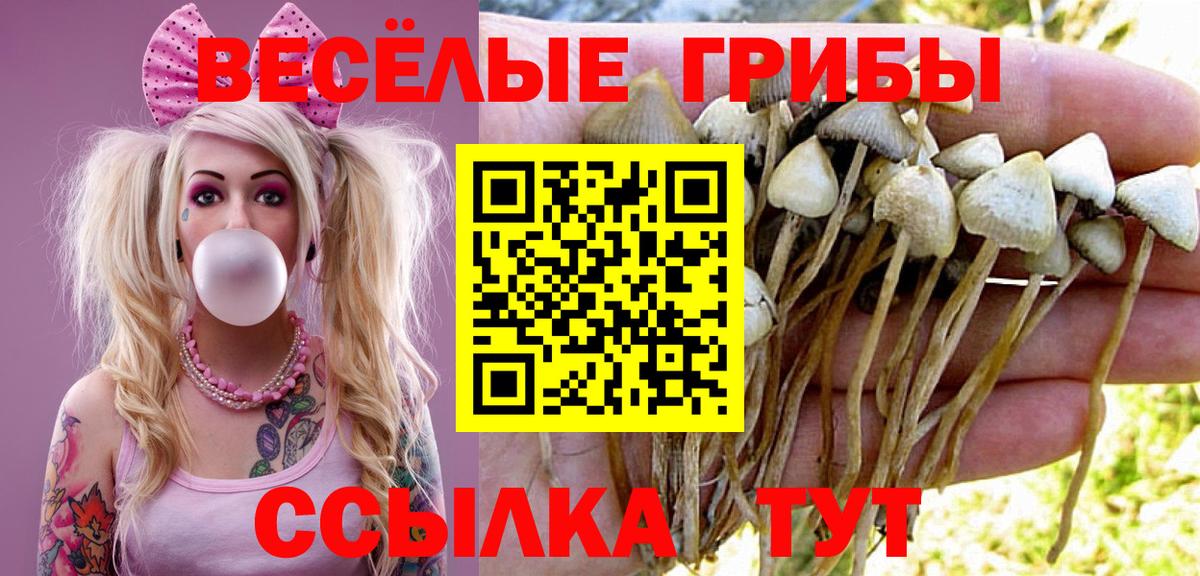 Псилоцибиновые грибы GOLDEN TEACHER  закладка  Вход с VPN  Киреевск  Галлюциногенные грибы Cubensis 